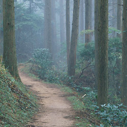 森林の遊歩道